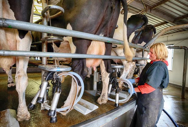 Watching Germans Milk Cows – The Milk House