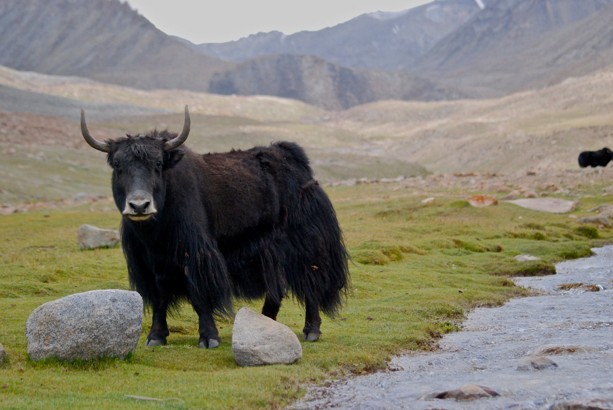 Domestic Yak