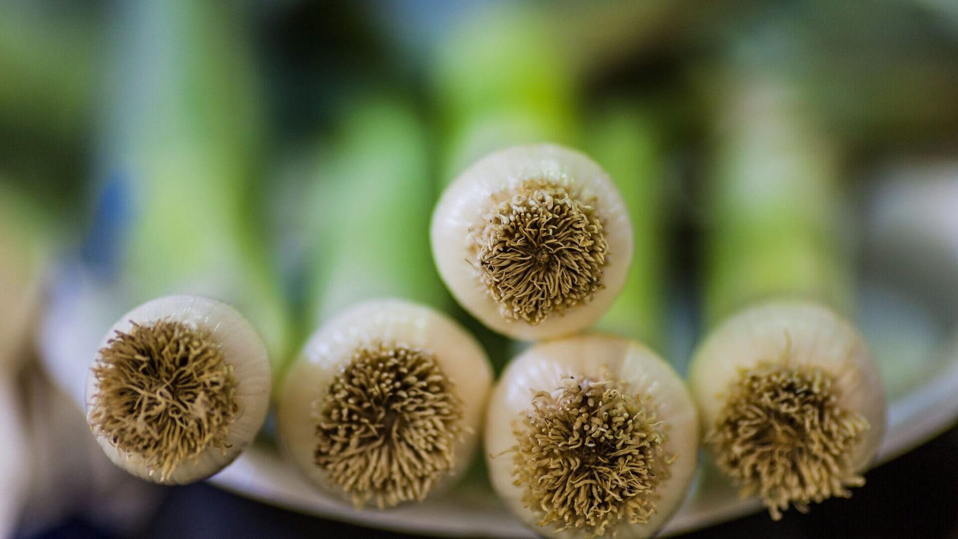 green-thorns-and-yellow-flowers-by-ross-walsh-the-milk-house