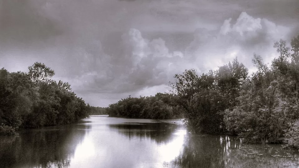 B&W Swamp Photo Set black and White Bayou 