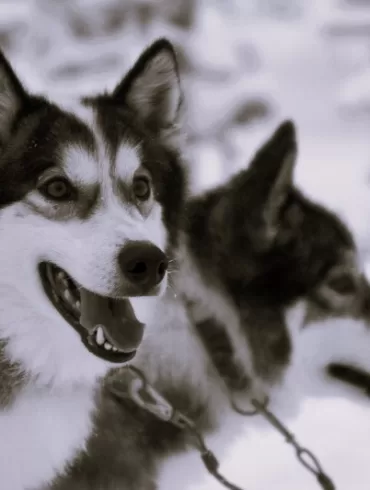 huskies