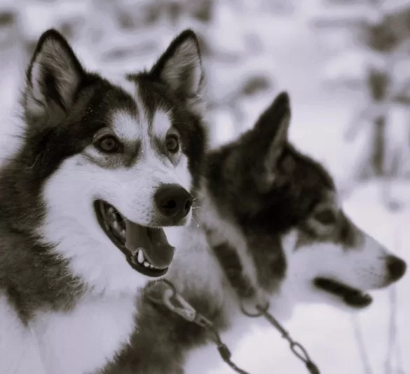 huskies