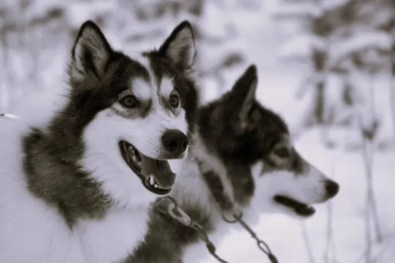 huskies