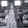 Livestock