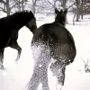 horses in snow