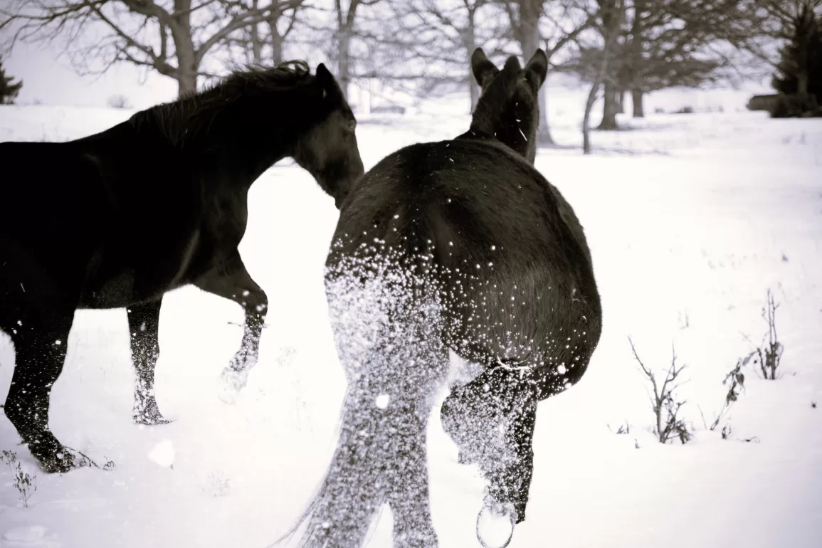 horses in snow