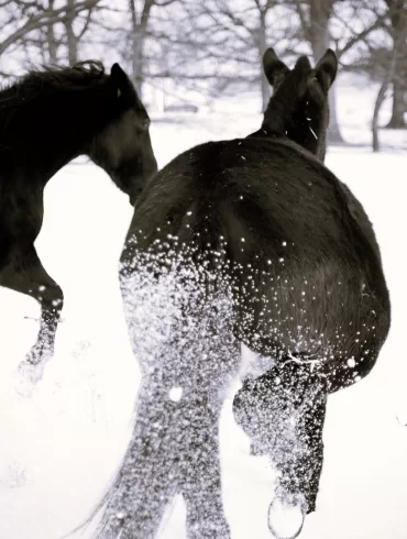 horses in snow