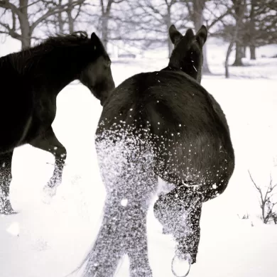 horses in snow