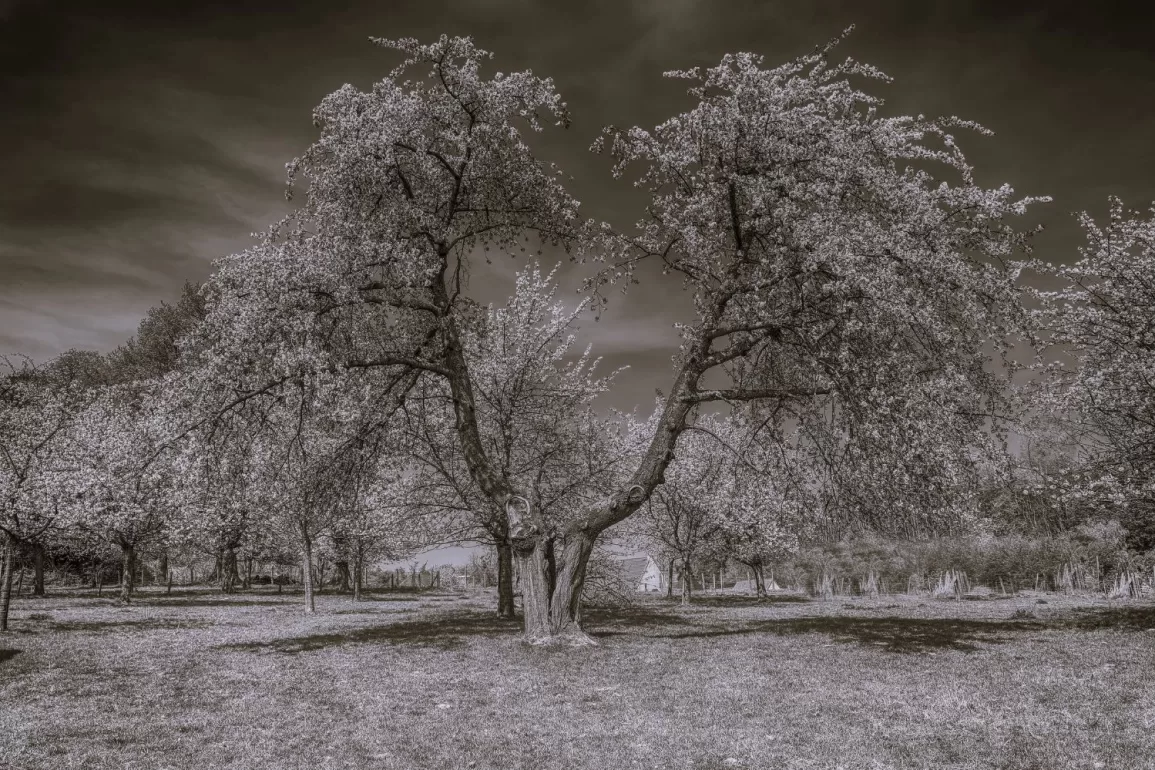 cherry tree Fay L. Loomis