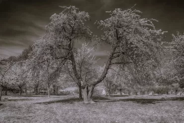 cherry tree Fay L. Loomis