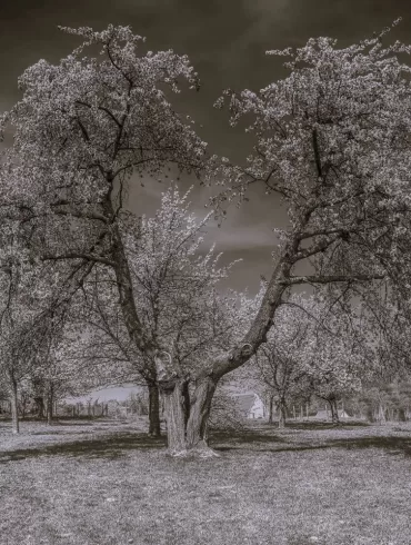 cherry tree Fay L. Loomis