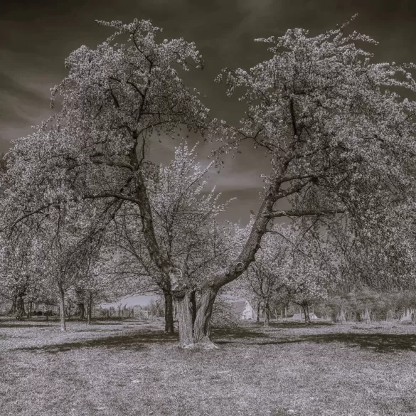 cherry tree Fay L. Loomis