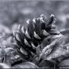 pine cones