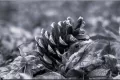 pine cones