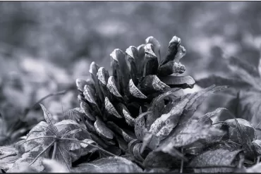 pine cones