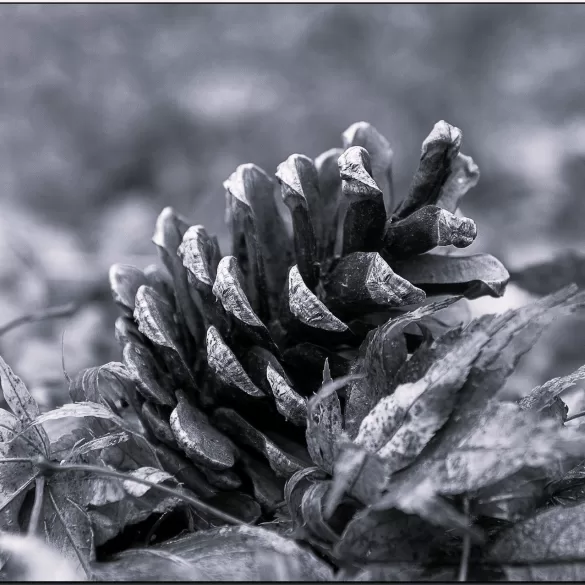 pine cones