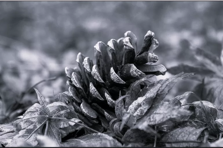 pine cones