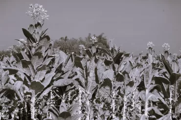 Tobacco Field