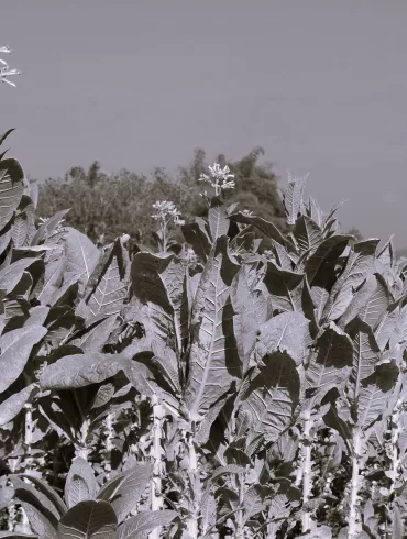 Tobacco Field