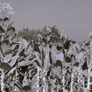 Tobacco Field