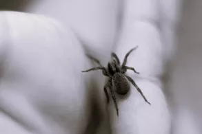 Spider on hand