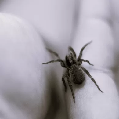 Spider on hand