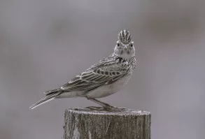 Skylark in the Callows