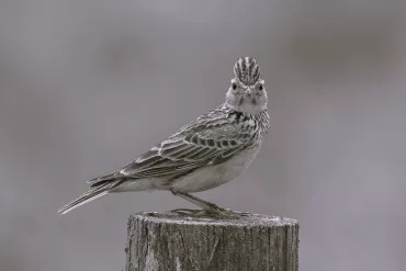 Skylark in the Callows