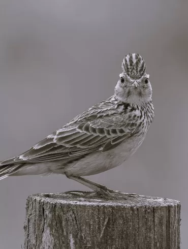 Skylark in the Callows