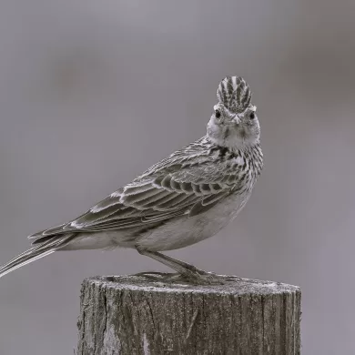 Skylark in the Callows