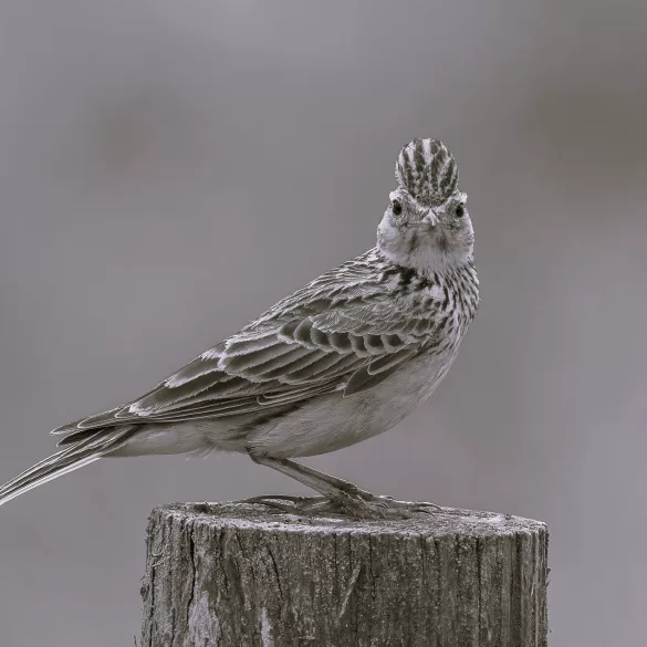 Skylark in the Callows